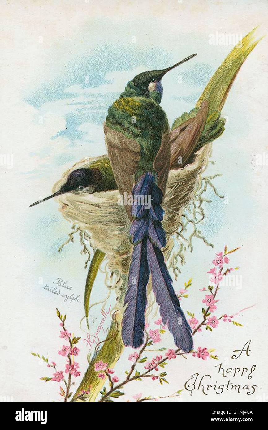 Illustrations d'oiseaux vintage Banque D'Images