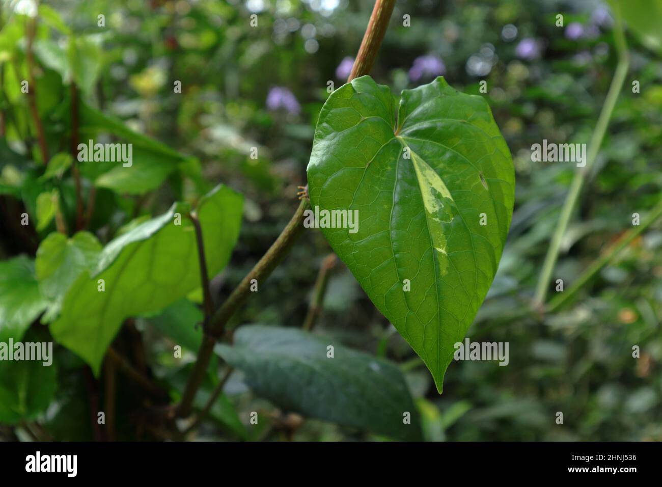 Gros plan d'une vigne de Piper betel Variegated dans le jardin Banque D'Images