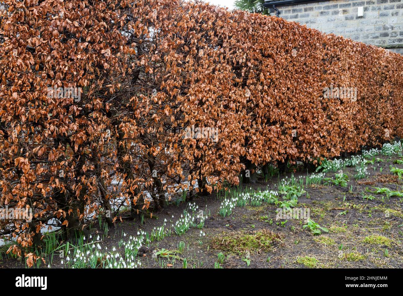 Une haie de hêtre en hiver à York Gate Garden, Leeds, Yorkshire. Banque D'Images
