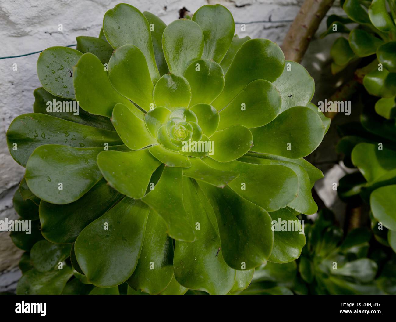 Aeonium Zwartkop en hiver. Les feuilles de caoutchouc sont vertes et la plante non dure est en serre. Banque D'Images
