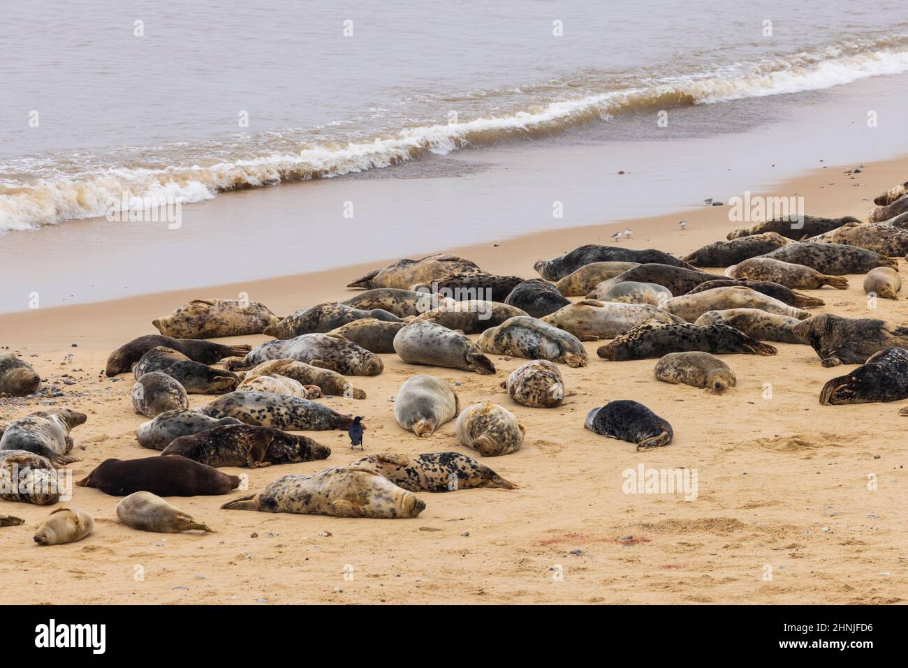 La colonie de phoques gris de l'Atlantique à Horsey Gap en hiver, sur la côte est du Norfolk, en Angleterre Banque D'Images
