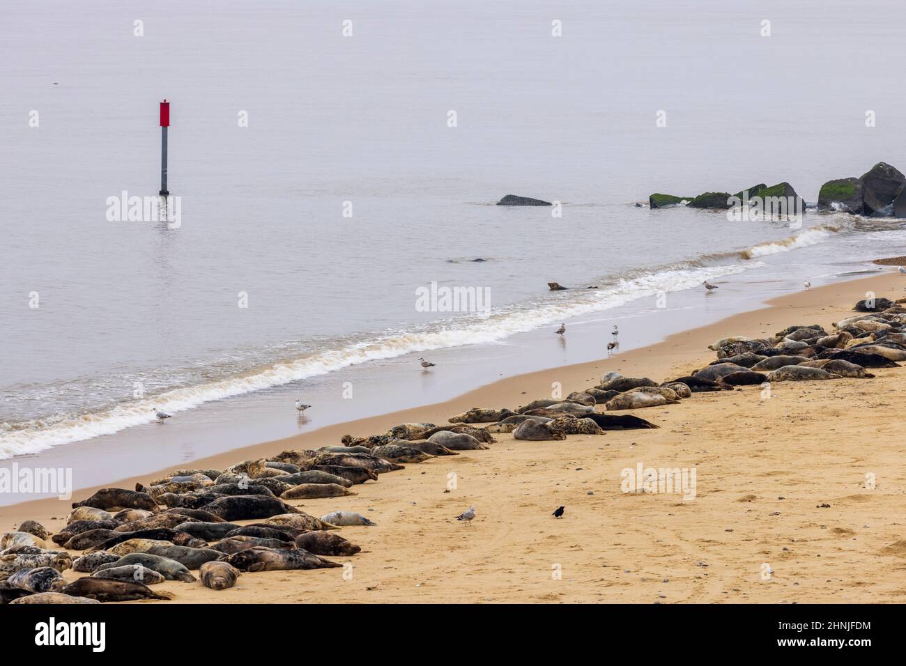 La colonie de phoques gris de l'Atlantique à Horsey Gap en hiver, sur la côte est du Norfolk, en Angleterre Banque D'Images