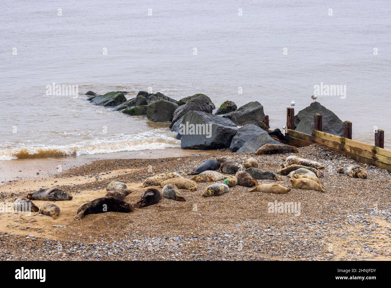 La colonie de phoques gris de l'Atlantique à Horsey Gap en hiver, sur la côte est du Norfolk, en Angleterre Banque D'Images