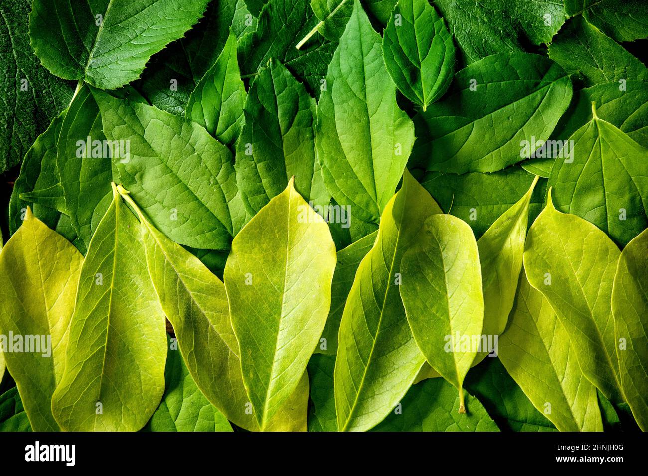 Arrière-plan composé de différentes feuilles vertes superposées, dégradé vert-jaune. Copier l'espace. Aménagement créatif nature, vue du dessus, pose à plat. Concept de vie verte. Banque D'Images