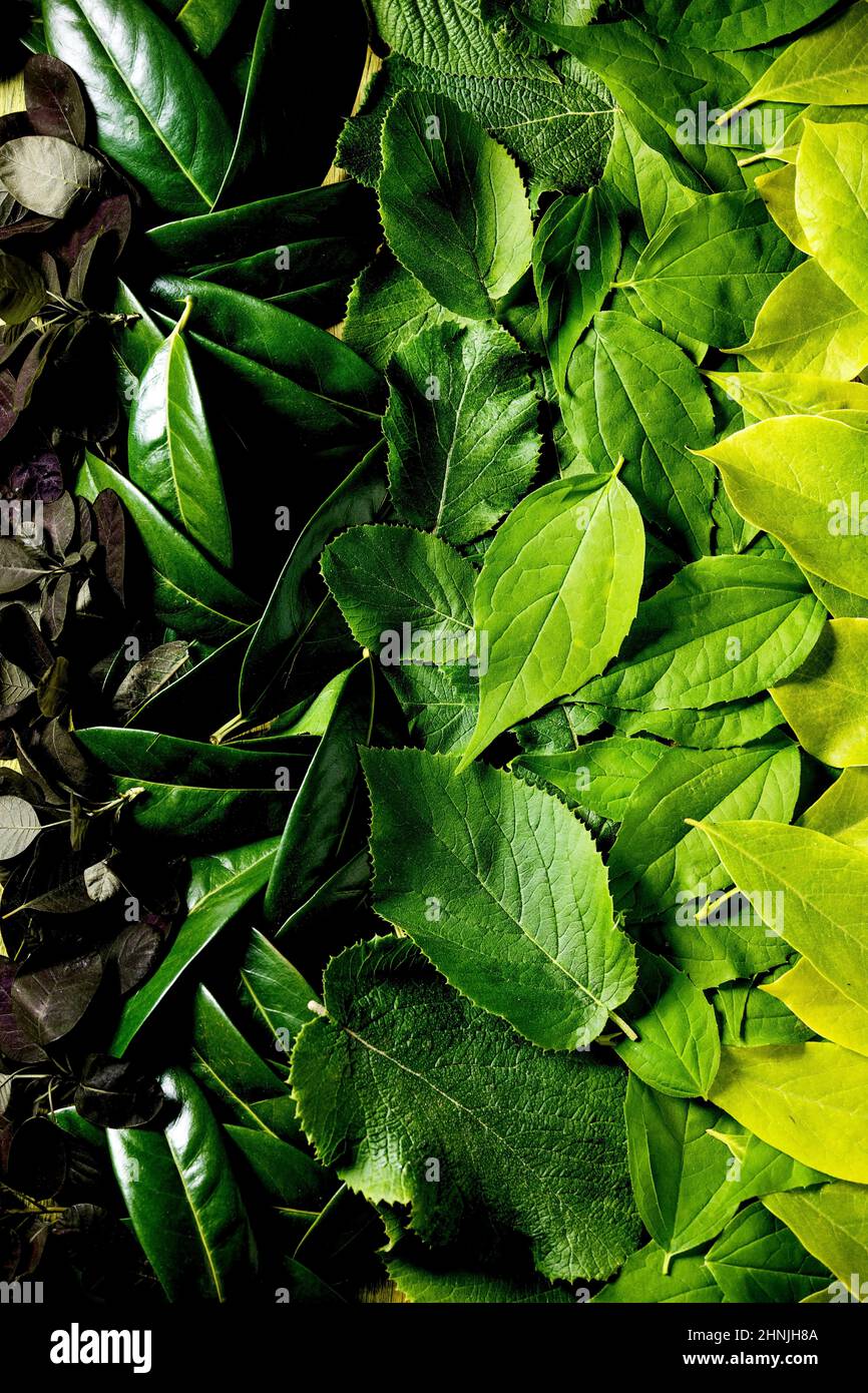 Arrière-plan composé de feuilles vertes et rouges différentes, gradient vert. Copier l'espace. Aménagement créatif nature, vue du dessus, pose à plat Banque D'Images