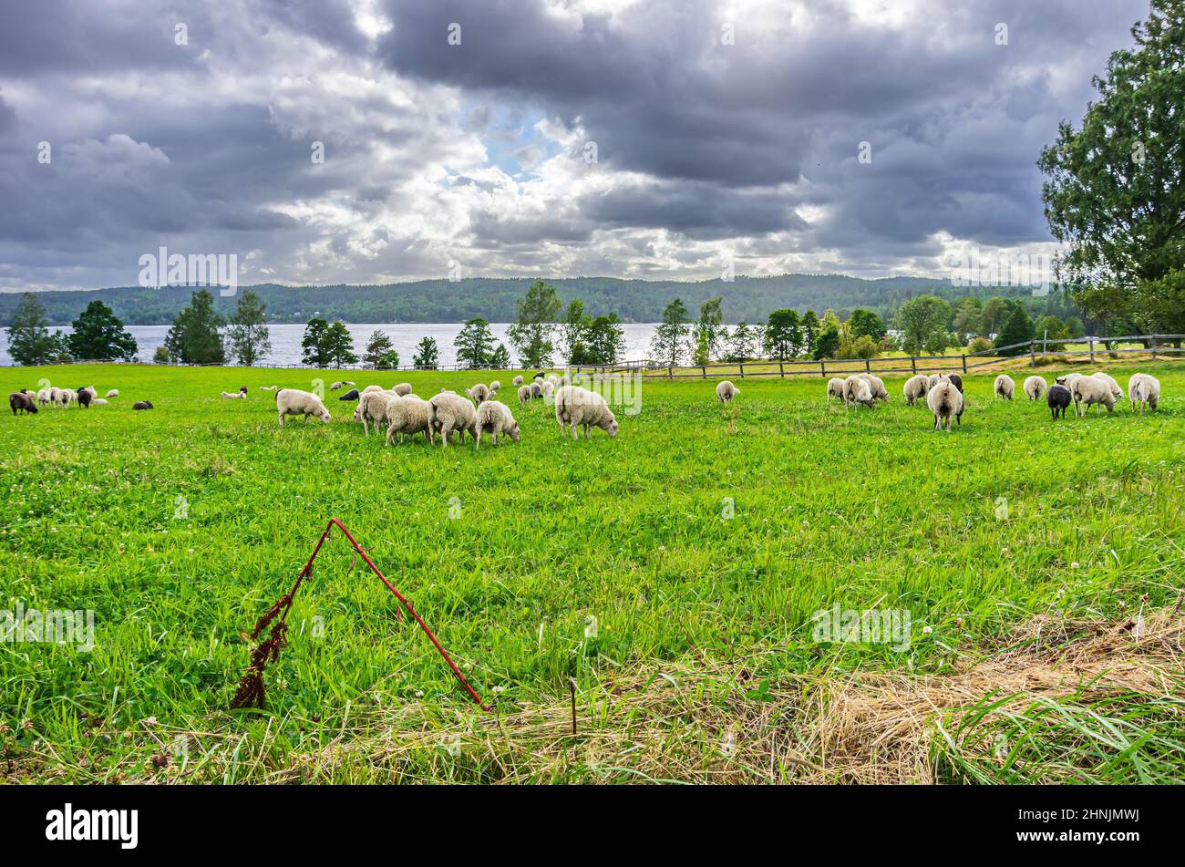 Pâturage troupeau de moutons sur une prairie près d'un lac Högsbyn dans Dalsland, Västra Götalands län, Suède. Banque D'Images