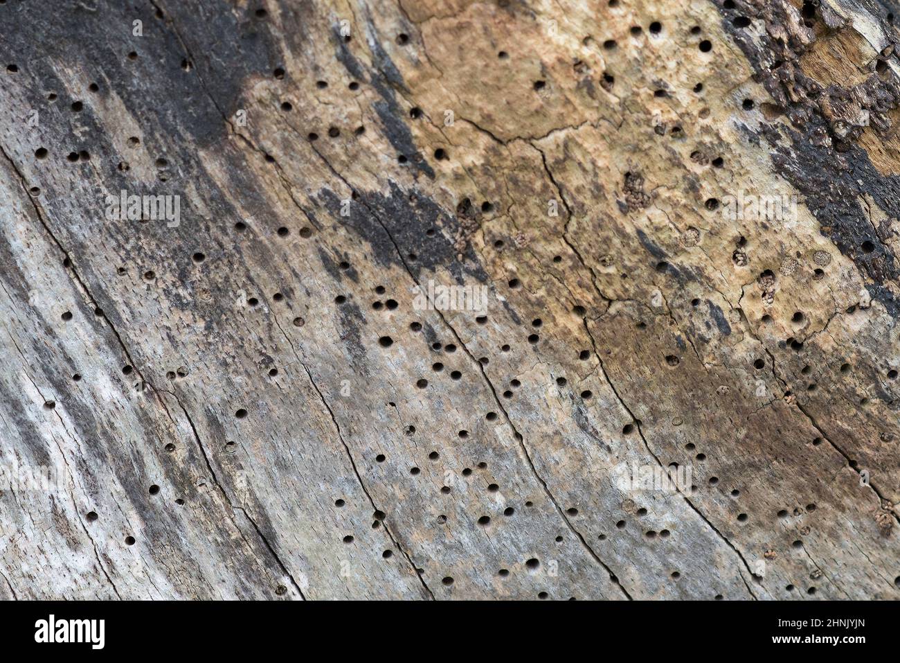 Souche d'un vieux arbre attaquée par la vermifuse Banque D'Images