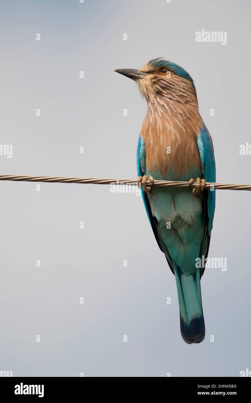 Rouleau, un Indien indien typique, d'oiseaux Nom scientifique Coracias Benghalensis Banque D'Images