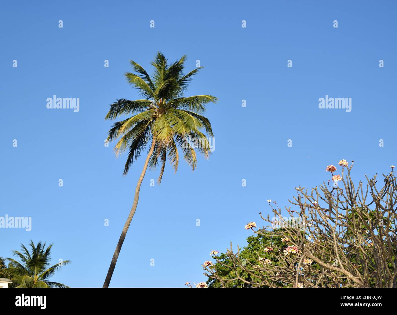 Magnifiques palmiers sur la plage de la Barbade. Banque D'Images