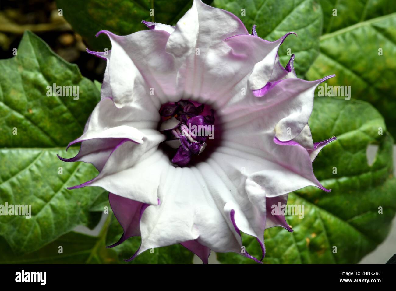 pomme d'épine avec fleur violette et blanche Photo Stock - Alamy