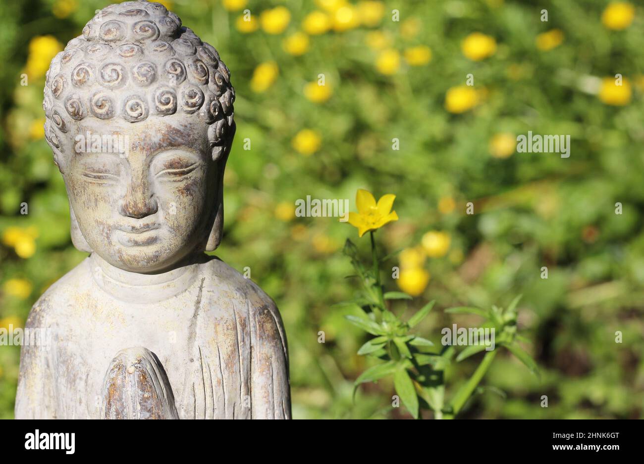 Statue de Bouddha avec champ de fleurs jaunes en arrière-plan Banque D'Images