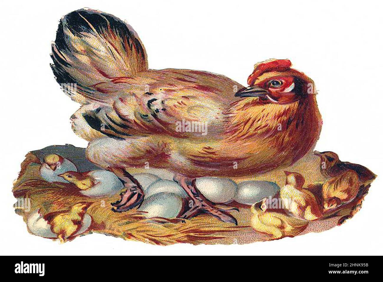 Illustrations d'oiseaux victoriens vintage Banque D'Images