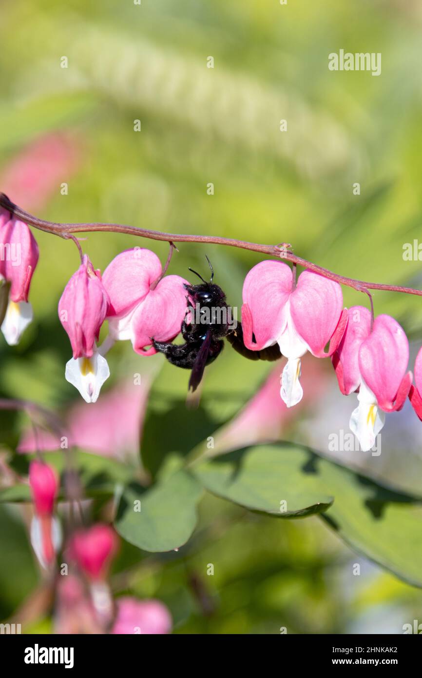 Une grosse abeille en bois bleu recherche du pollen sur une fleur de coeur, Lamprocapnos spectabilis. Banque D'Images