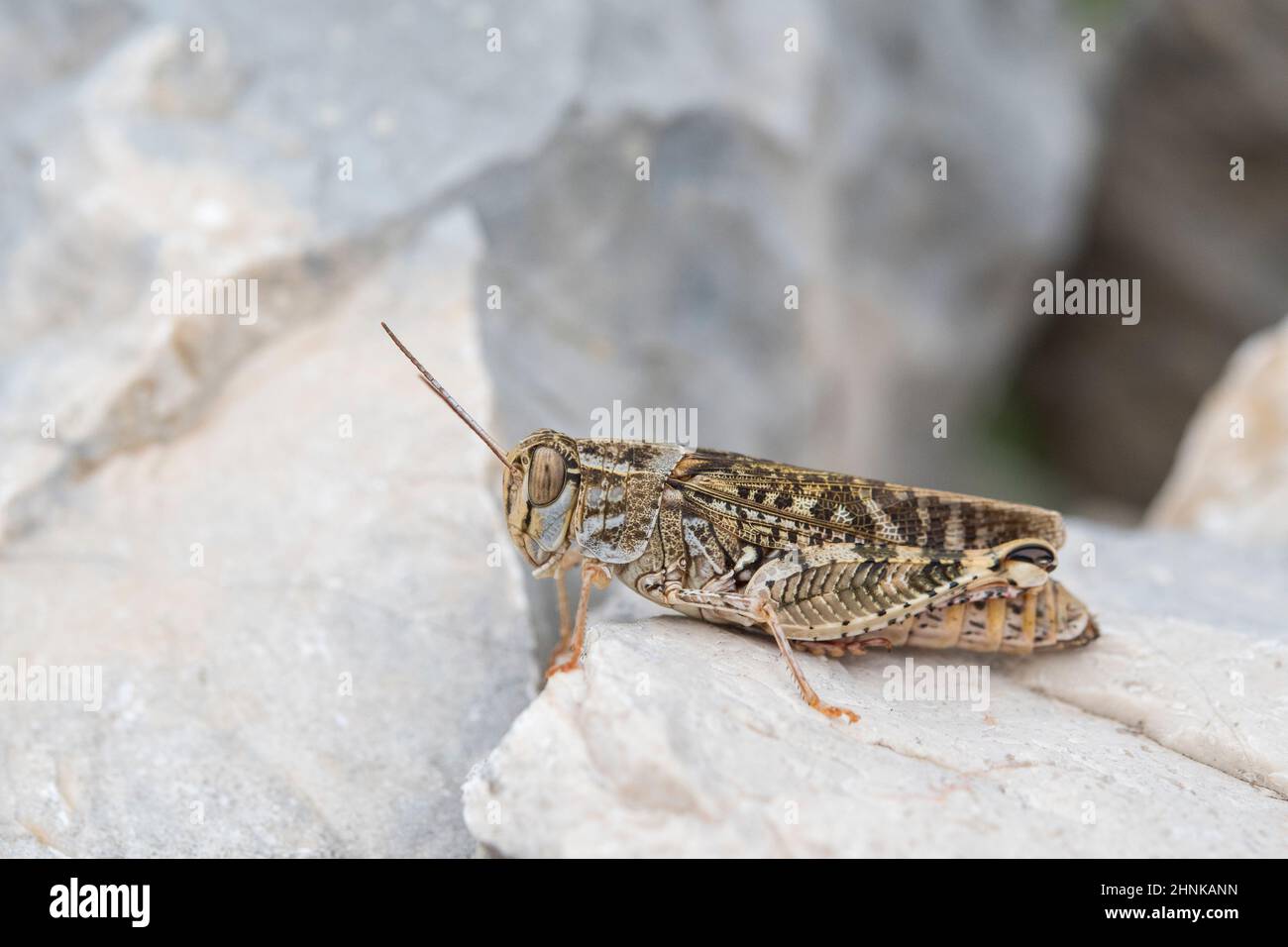 Les sauterelles à cornes courtes (Callipamus sp.) il peut s'agir de Callipamus barbarbarus ou de Callipamus italicus), les femelles n'étant pas différenciées avec certainement. Banque D'Images