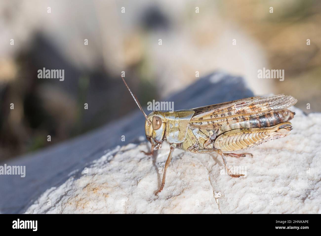 Les sauterelles à cornes courtes (Callipamus sp.) il peut s'agir de Callipamus barbarbarus ou de Callipamus italicus), les femelles n'étant pas différenciées avec certainement. Banque D'Images