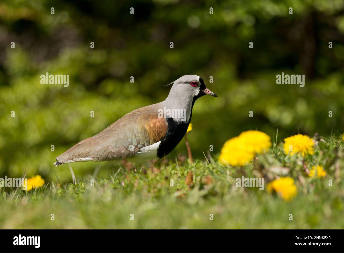 Le sud de sociable sur l'herbe. Oiseau typique de l'Amérique du Sud, également appelé Tero (vanellus chilensis) Banque D'Images