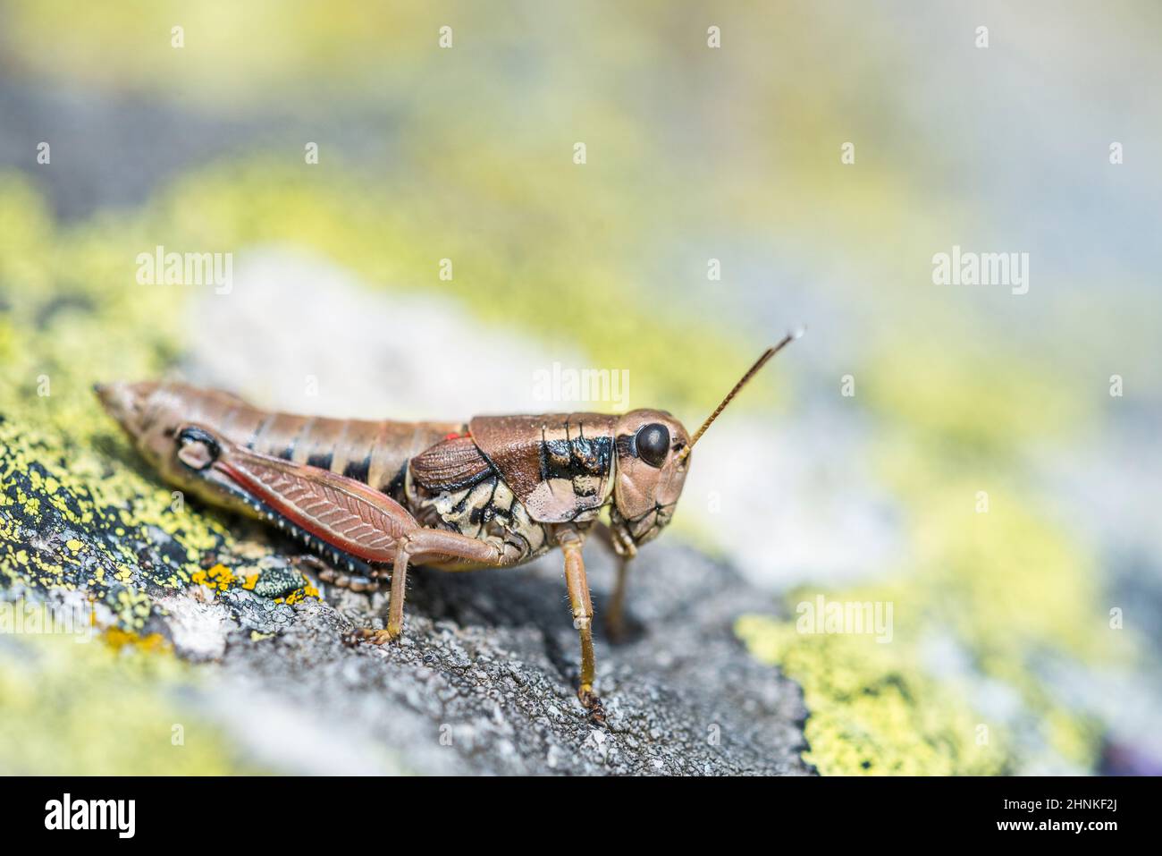 Common Mountain Grasshopper (Podisma pedestris), femme Banque D'Images