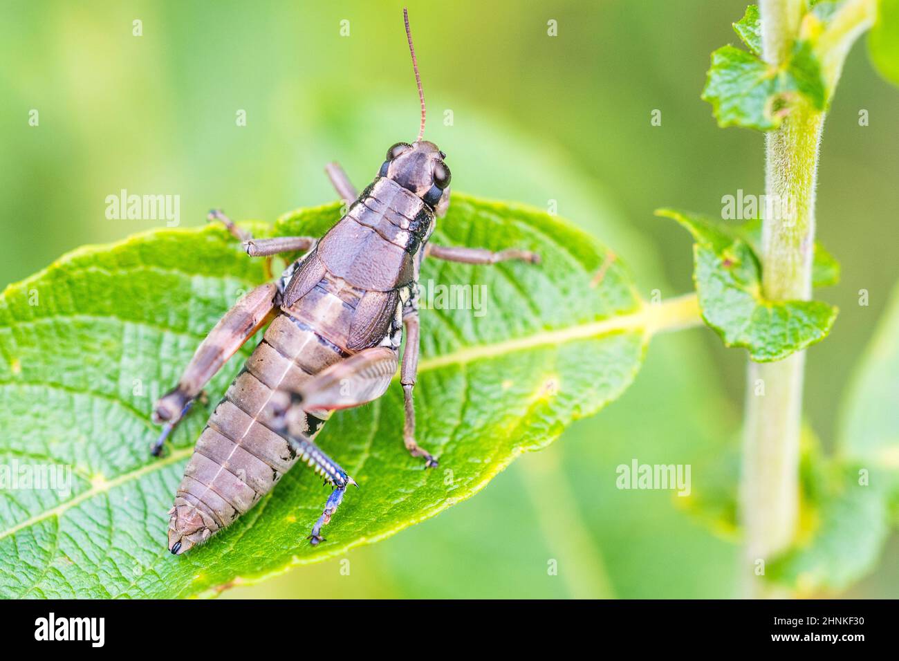 Common Mountain Grasshopper (Podisma pedestris), femme Banque D'Images