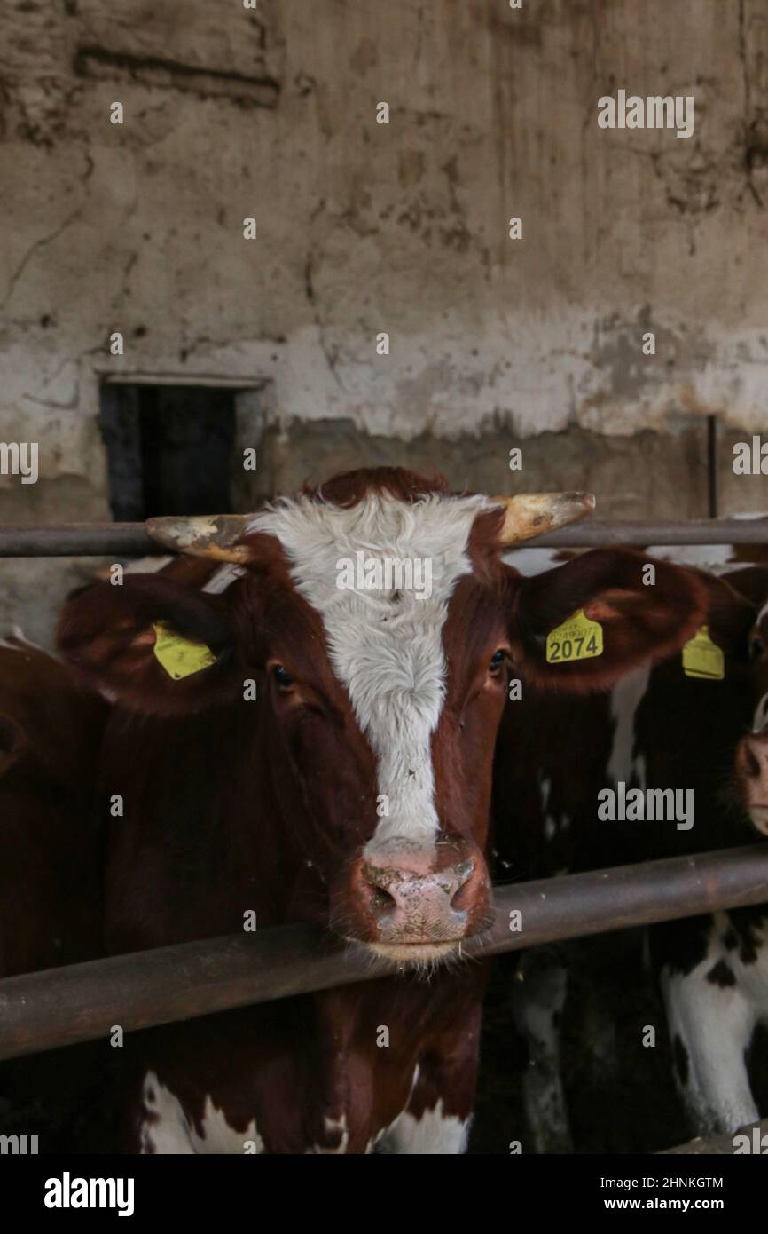 Élevage intensif de veaux 4 Banque D'Images