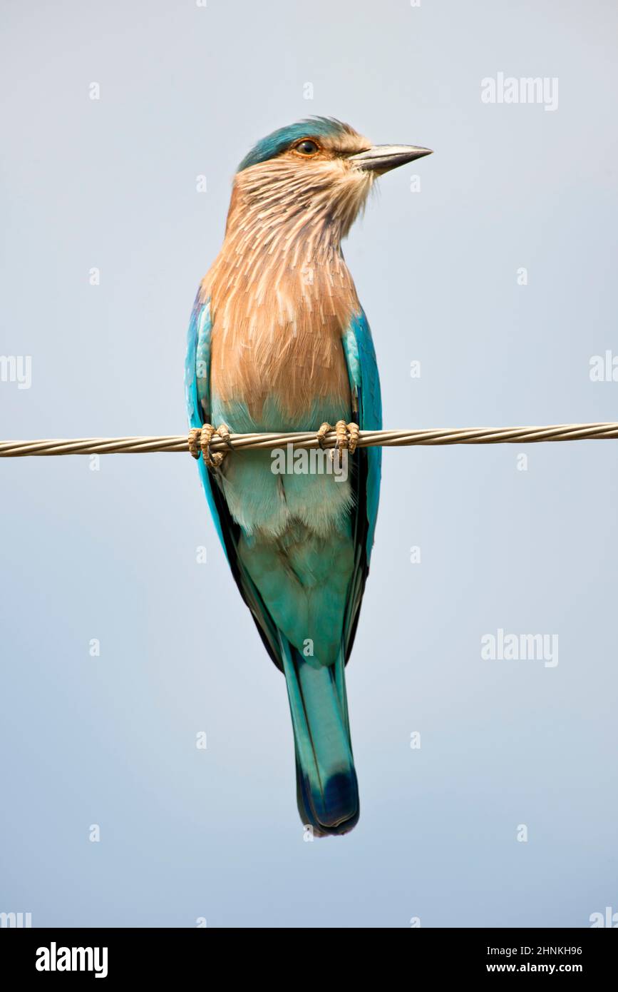 Rouleau, un Indien indien typique, d'oiseaux Nom scientifique Coracias Benghalensis Banque D'Images