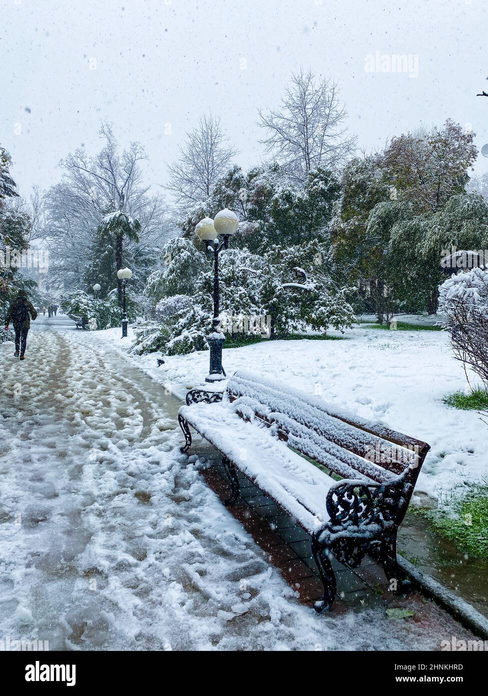 Rues de la ville en hiver.Palmiers dans la neige.Russie, Sotchi. Banque D'Images