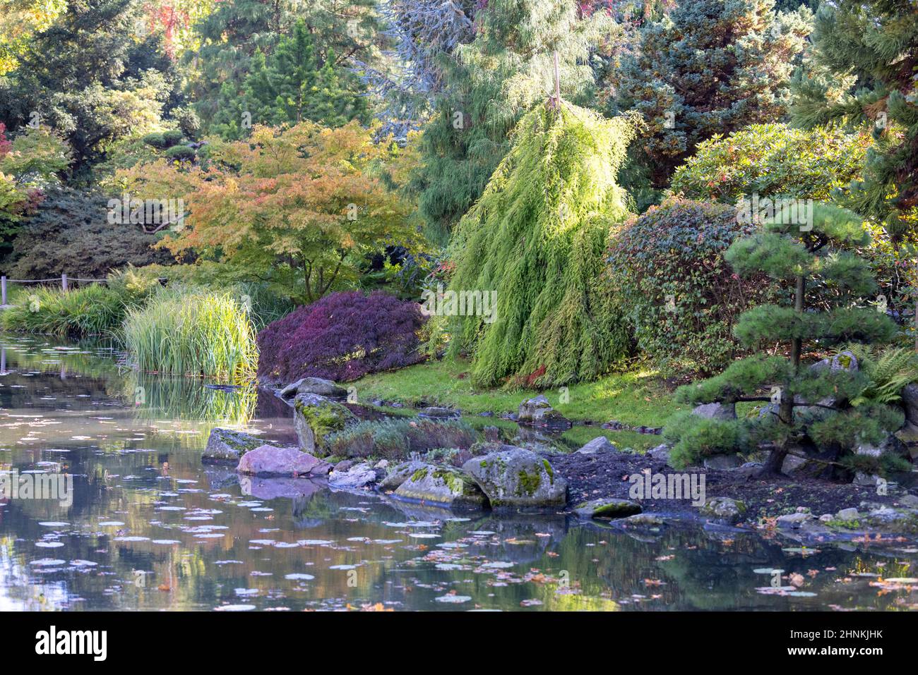 Jardin japonais, plantes exotiques, Wroclaw, Pologne. Banque D'Images