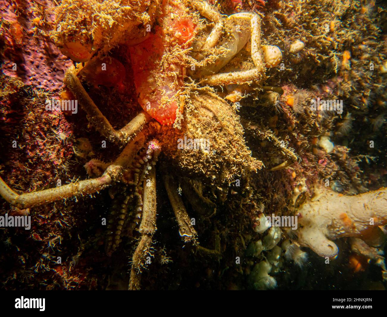 Un gros plan de l'Ascidiacea, communément connu sous le nom d'ascidiens ou de jets de mer et d'un crabe araignée. Photo des îles Weather, mer de Skagerack, ouest de la Suède Banque D'Images