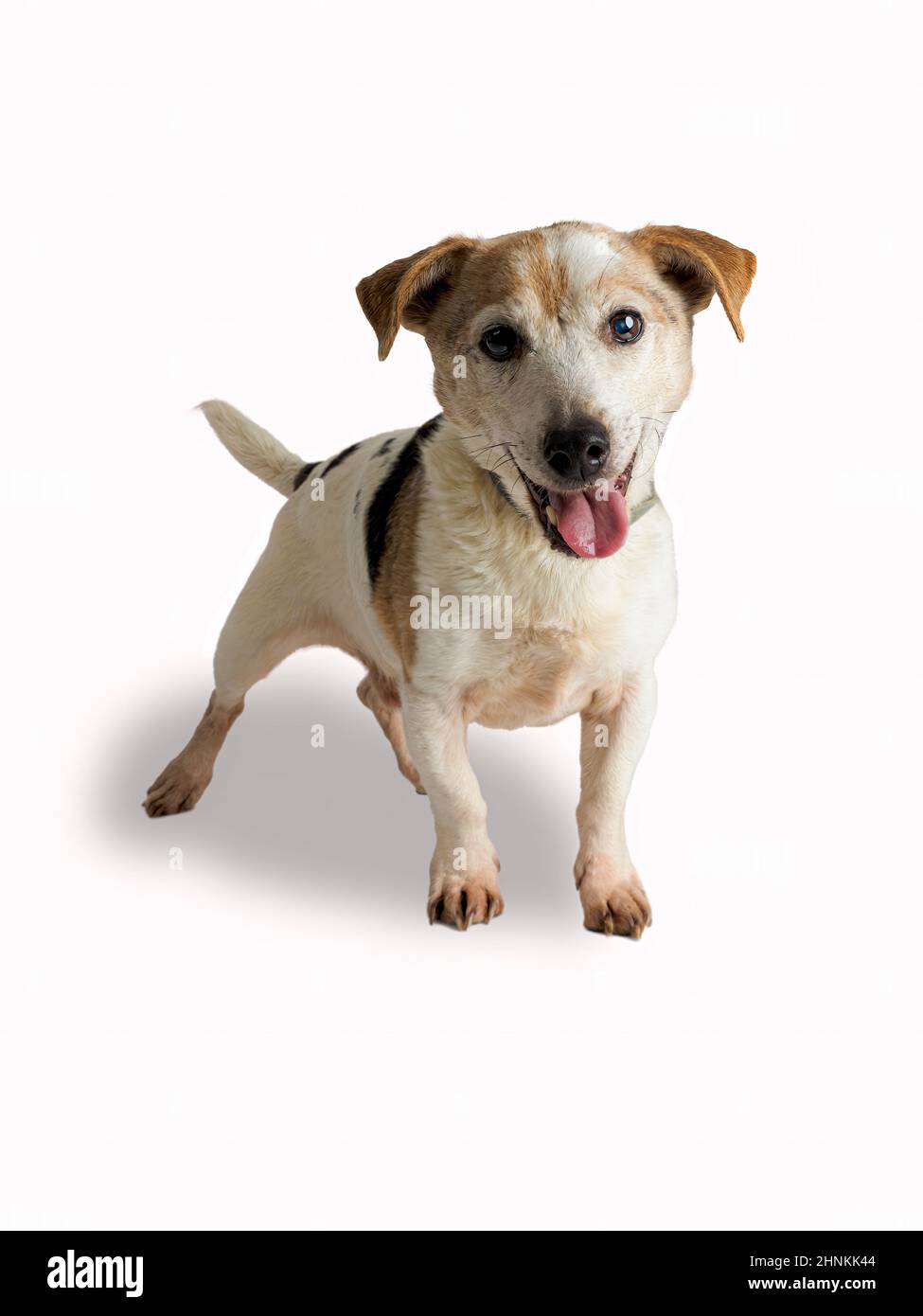 Portrait studio d'un chien Jack Russell sur fond blanc Banque D'Images