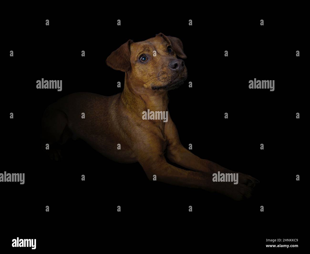 Studio Portrait d'un terrier de Patterdale âgé d'un an sur fond noir. Banque D'Images