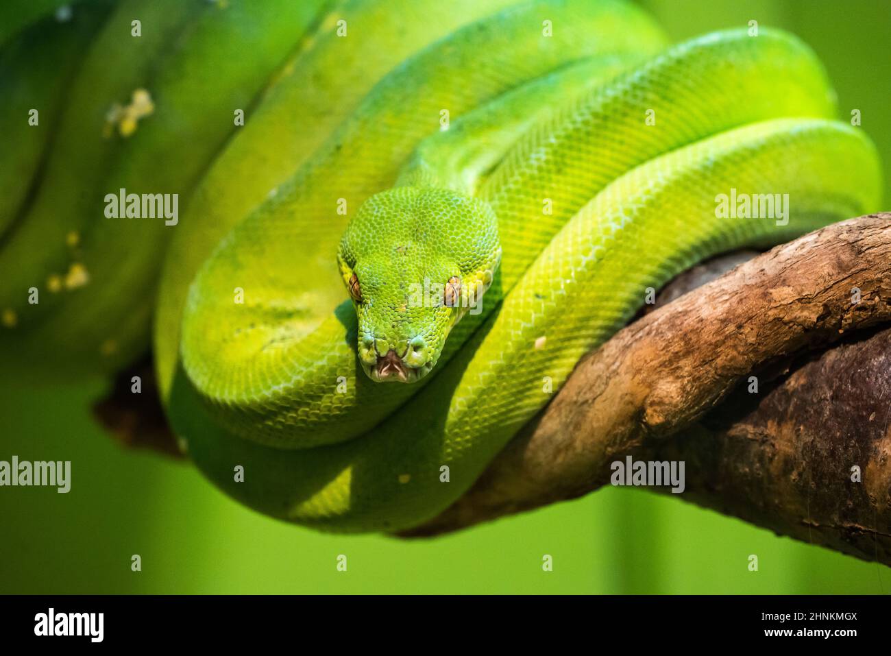 Un serpent vert vif qui peut atteindre 2 mètres de longueur Banque D'Images