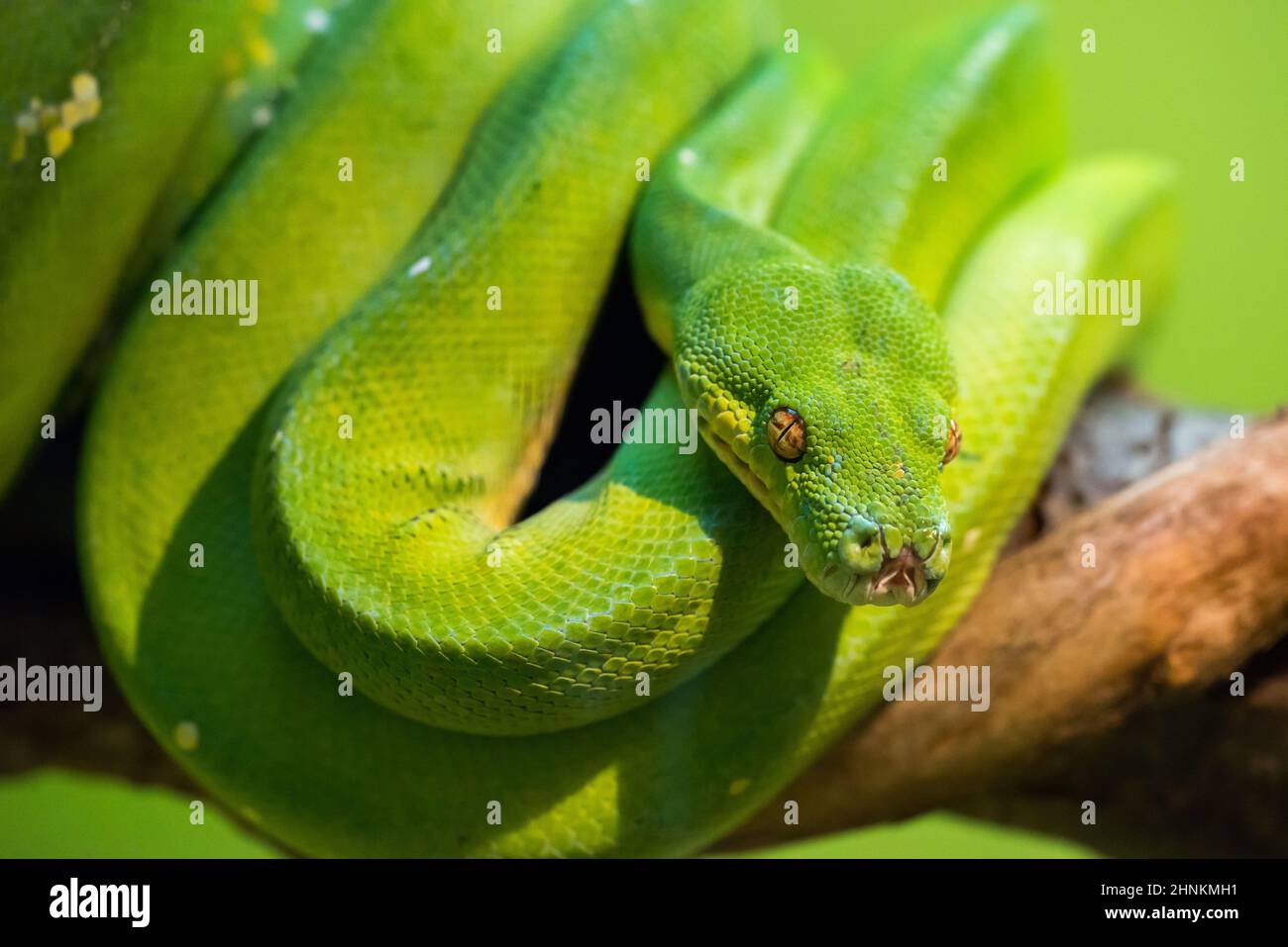 Un serpent vert vif qui peut atteindre 2 mètres de longueur Banque D'Images