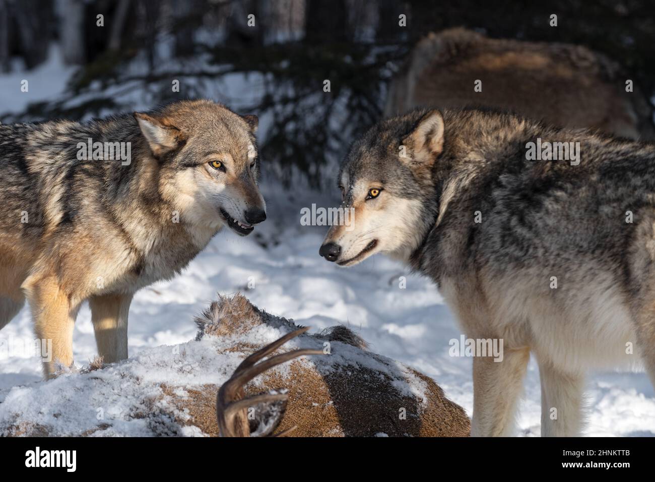 Le loup gris (Canis lupus) croche à Packmate sur le corps du cerf de queue blanc hiver - animaux captifs Banque D'Images