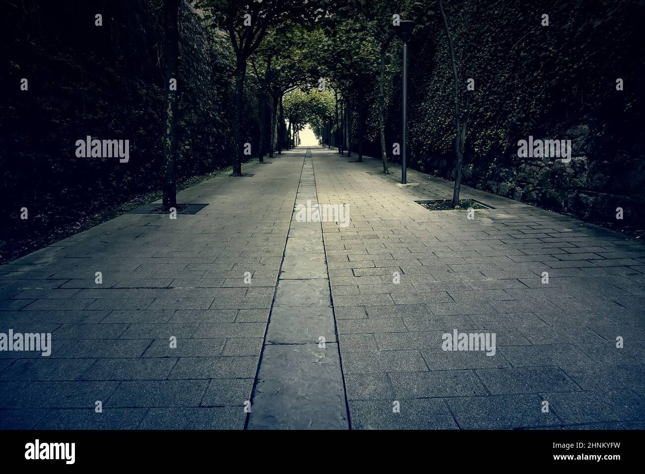 Promenade en profondeur avec les arbres Banque D'Images