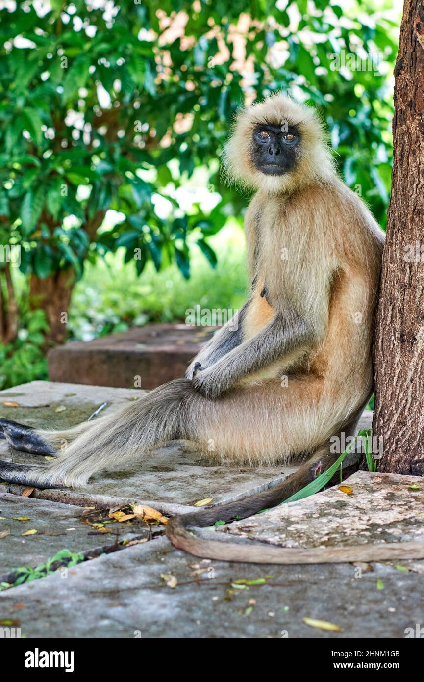 Inde Rajasthan. Un singe à Chittorgarh Banque D'Images