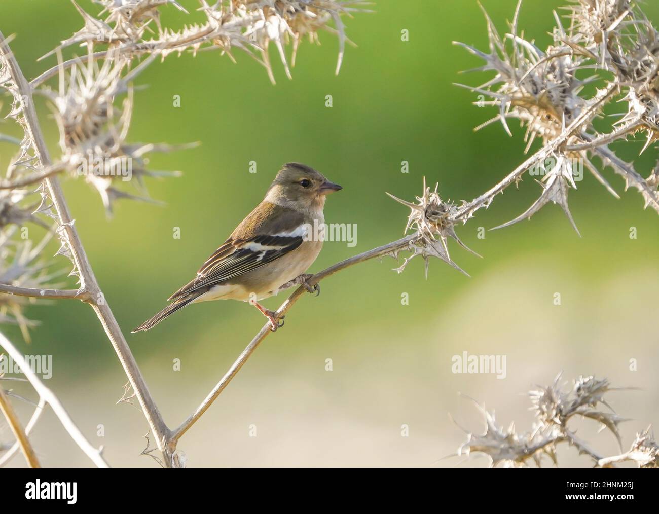 Femelle de chaffinch, Fringilla coelebs, perchée sur un chardon, Espagne. Banque D'Images