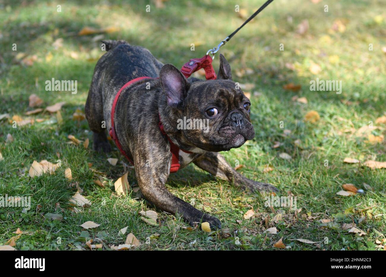 Chien race French Bulldog Banque D'Images