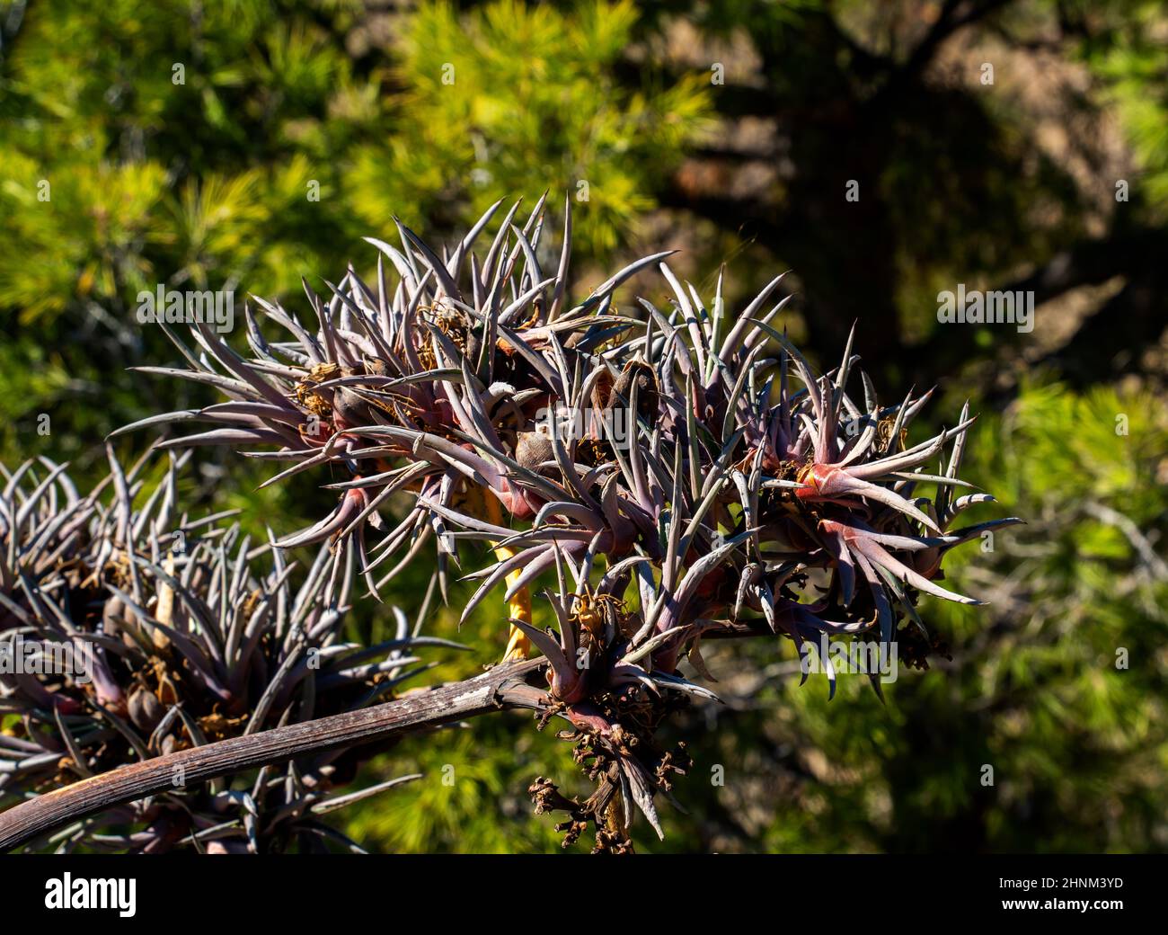 Fleurs séchées et graines d'une Agave (Agave americana) Banque D'Images