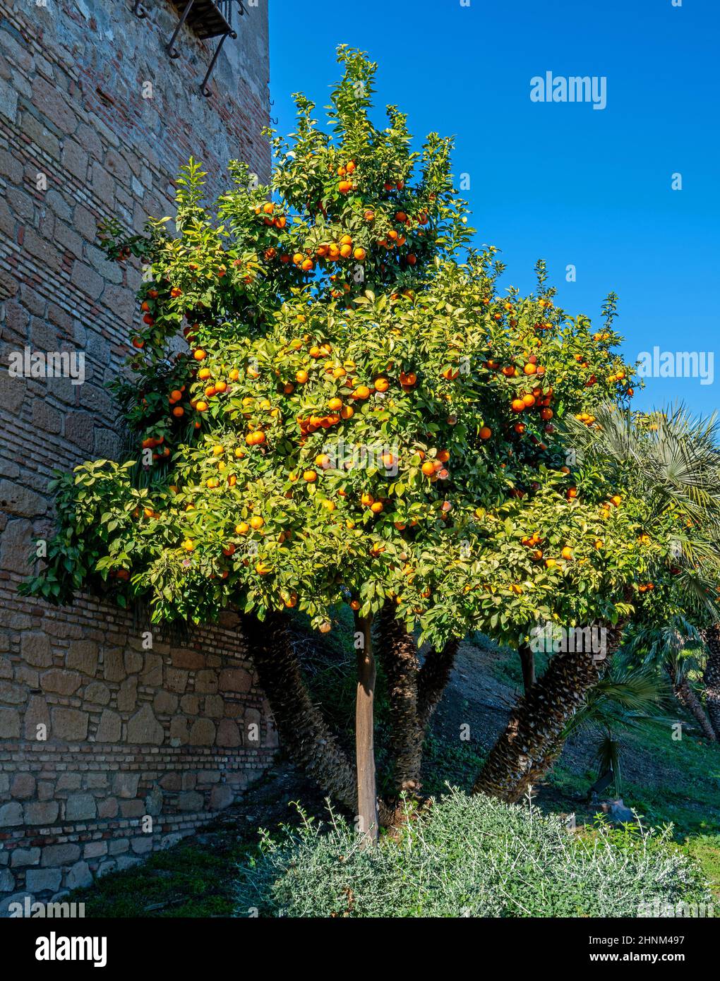 Gros plan d'un arbre orange (Citrus sinensis) Banque D'Images