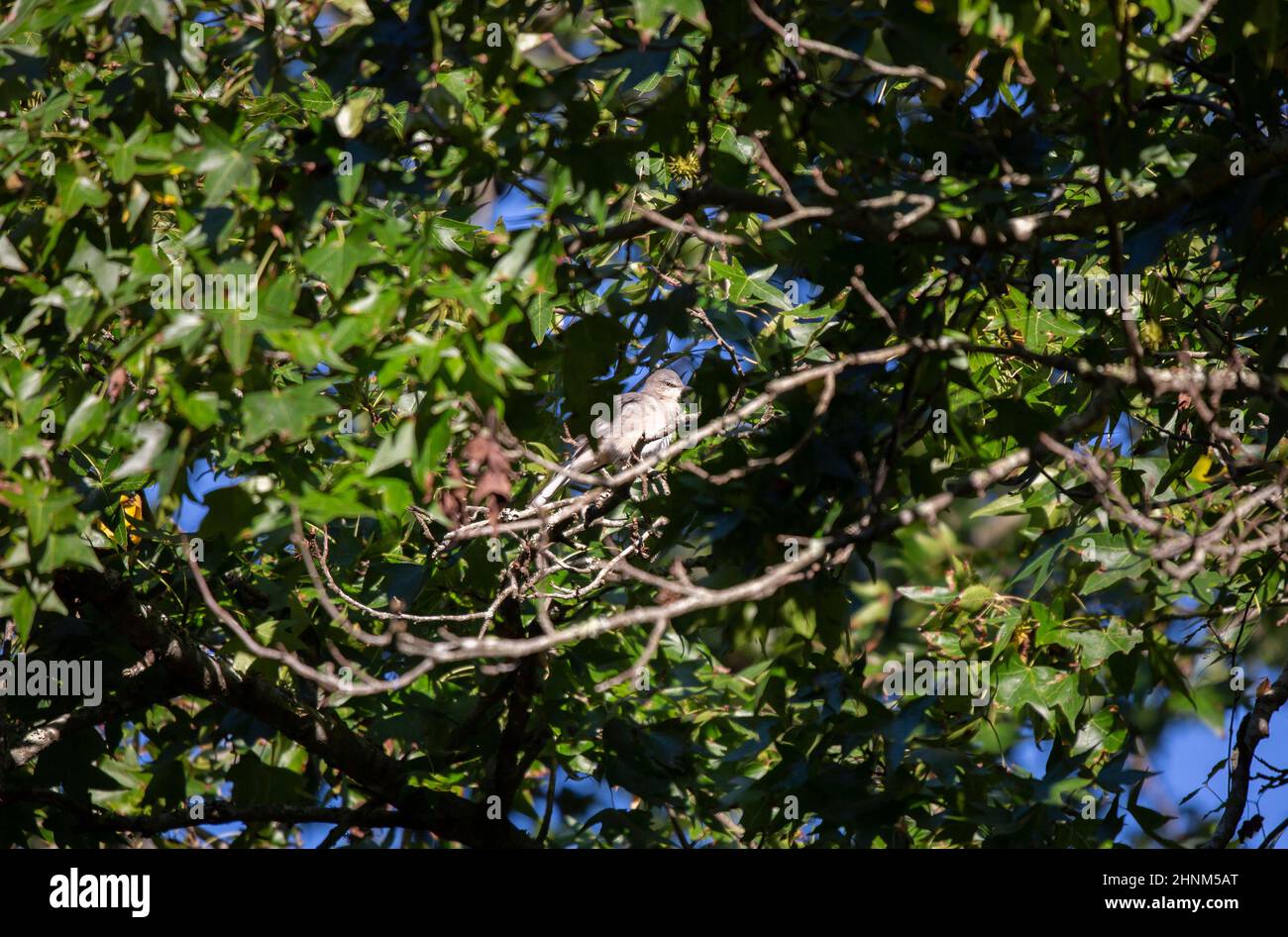 mockingbird du Nord (Mimus poslyglotto) sur un membre d'arbre Banque D'Images