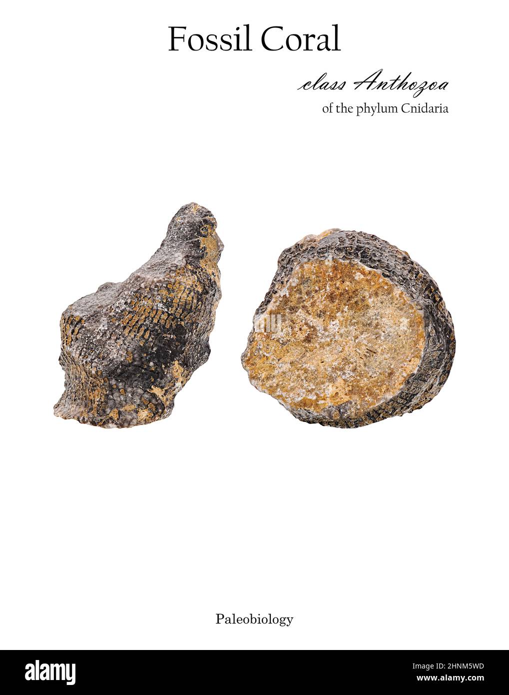 Corail fossile isolé sur blanc Banque D'Images