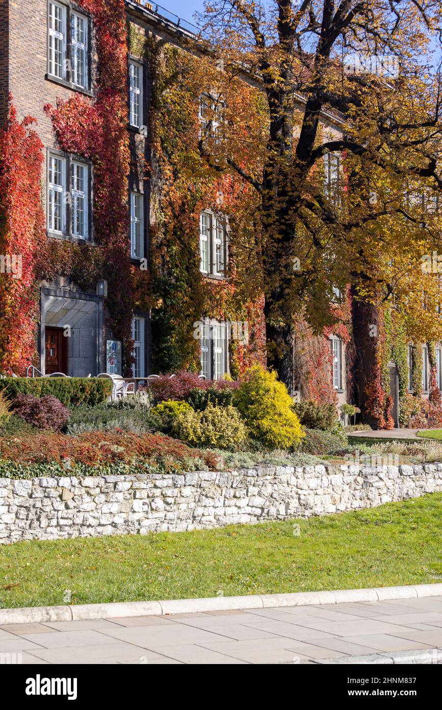 Cracovie, Pologne - 25 octobre 2021 : Château royal de Wawel par un beau jour d'automne, façade de bâtiment avec des feuilles colorées de vin sauvage Banque D'Images