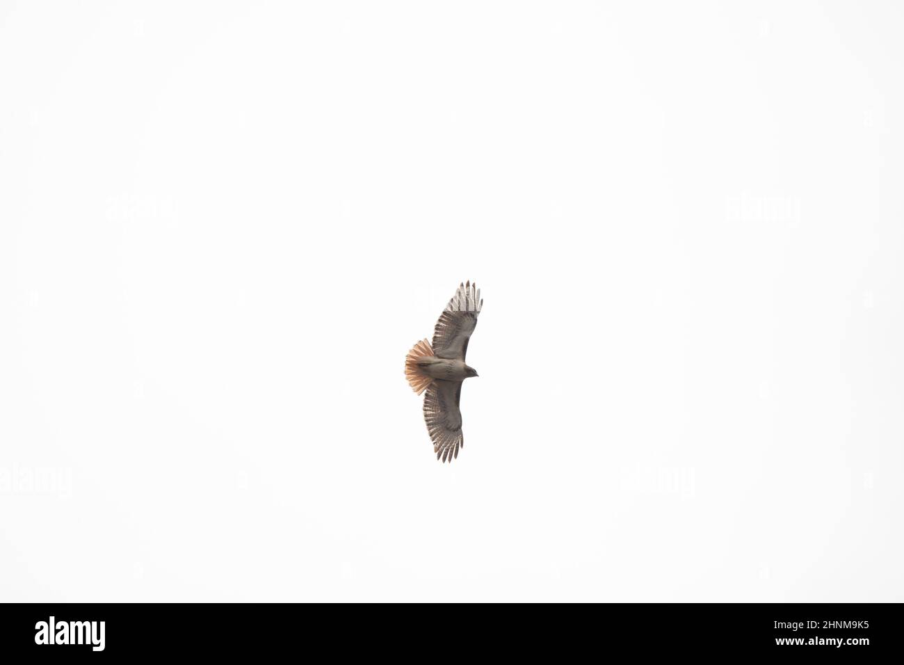 Faucon à queue rouge (Buteo jamaicensis) tournant en vol par un jour bleu clair Banque D'Images