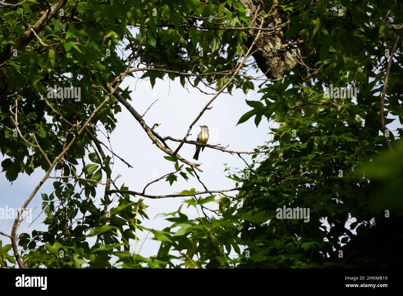 Curieux grand-crevé flycatcher (Myiarchus crinitus) regardant autour dans un dégagement entre les branches d'arbre Banque D'Images