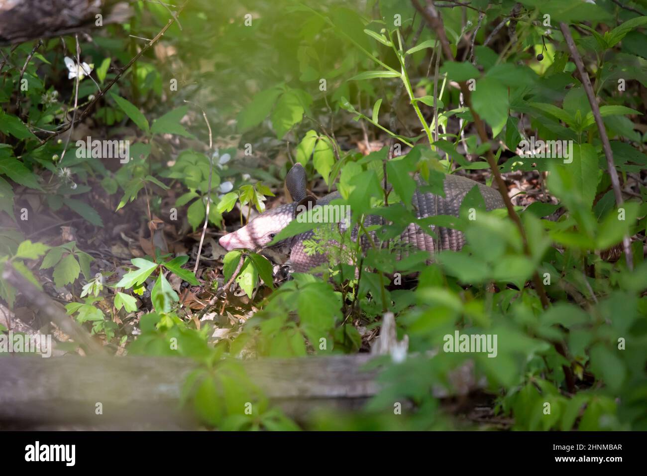 Armadillo à neuf bandes (Dasypus novemcinctus) qui recherche des insectes dans l'herbe et les mauvaises herbes Banque D'Images