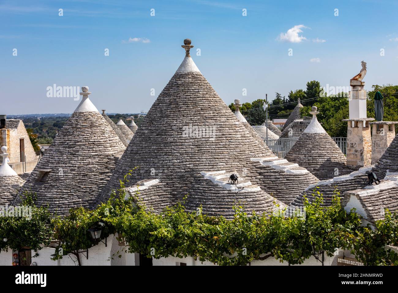 Vignes sur le toit en pierre de la maison Trulli à Alberobello, Italie. Banque D'Images