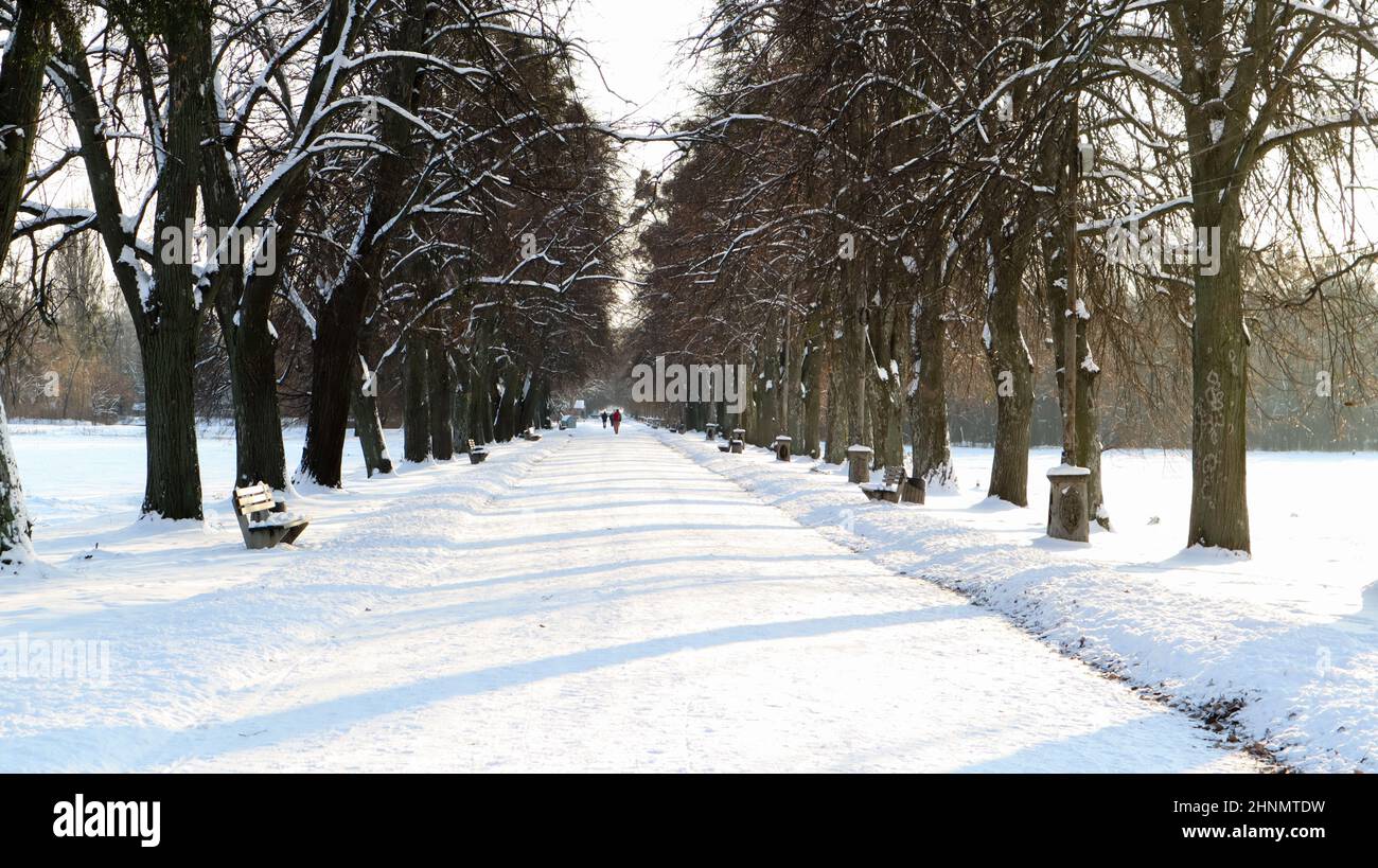 Paysage d'hiver. Allée enneigée dans le parc de la ville. La neige couvrait les arbres dans une forêt d'hiver avec une route. Banque D'Images