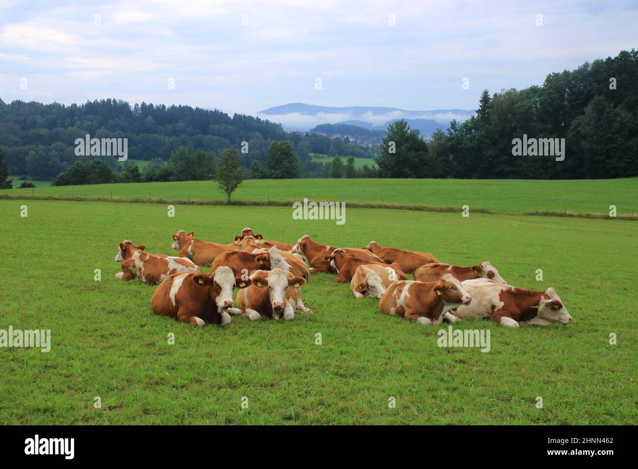 Le troupeau de vaches se trouve dans un pré dans la forêt bavaroise près de Lindberg Banque D'Images