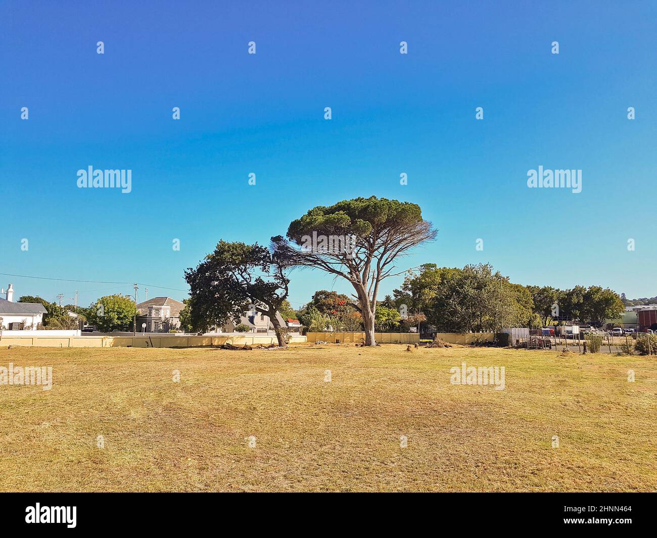 Arbre géant africain dans le parc, le Cap, Afrique du Sud. Banque D'Images