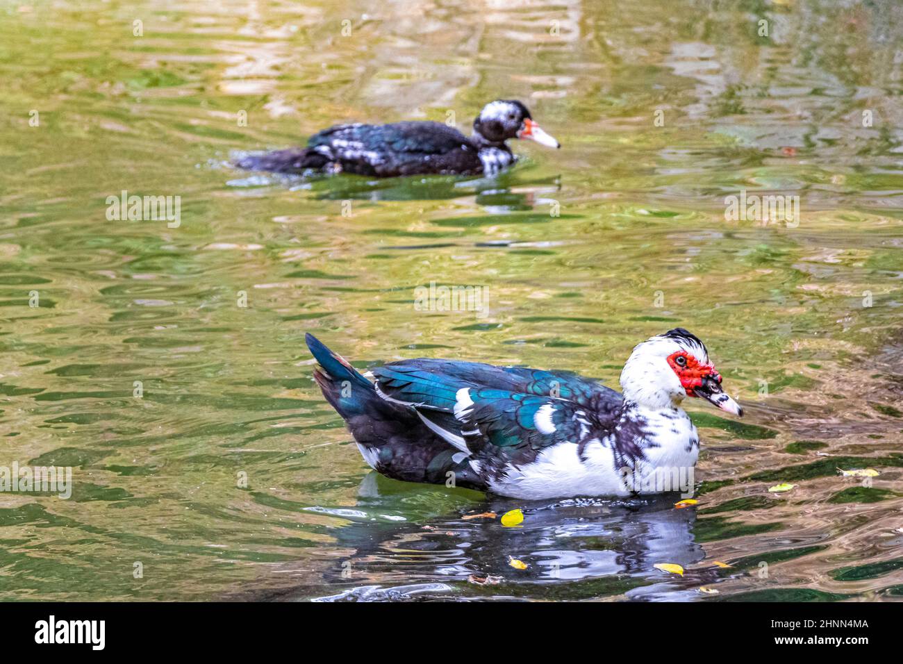 Étranges canards de guerre rouges au fond de la guerre canards de muscovy dans le parc Rodini sur l'île de Rhodes en Grèce. Banque D'Images