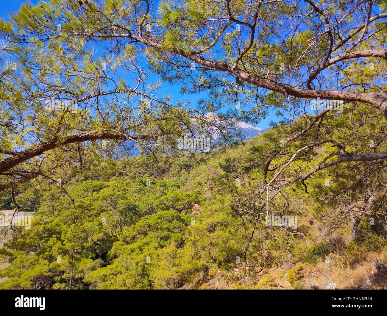 Vue sur la plage de pierre sur le site de l'ancienne ville lycienne de Phaselis. Site historique Banque D'Images